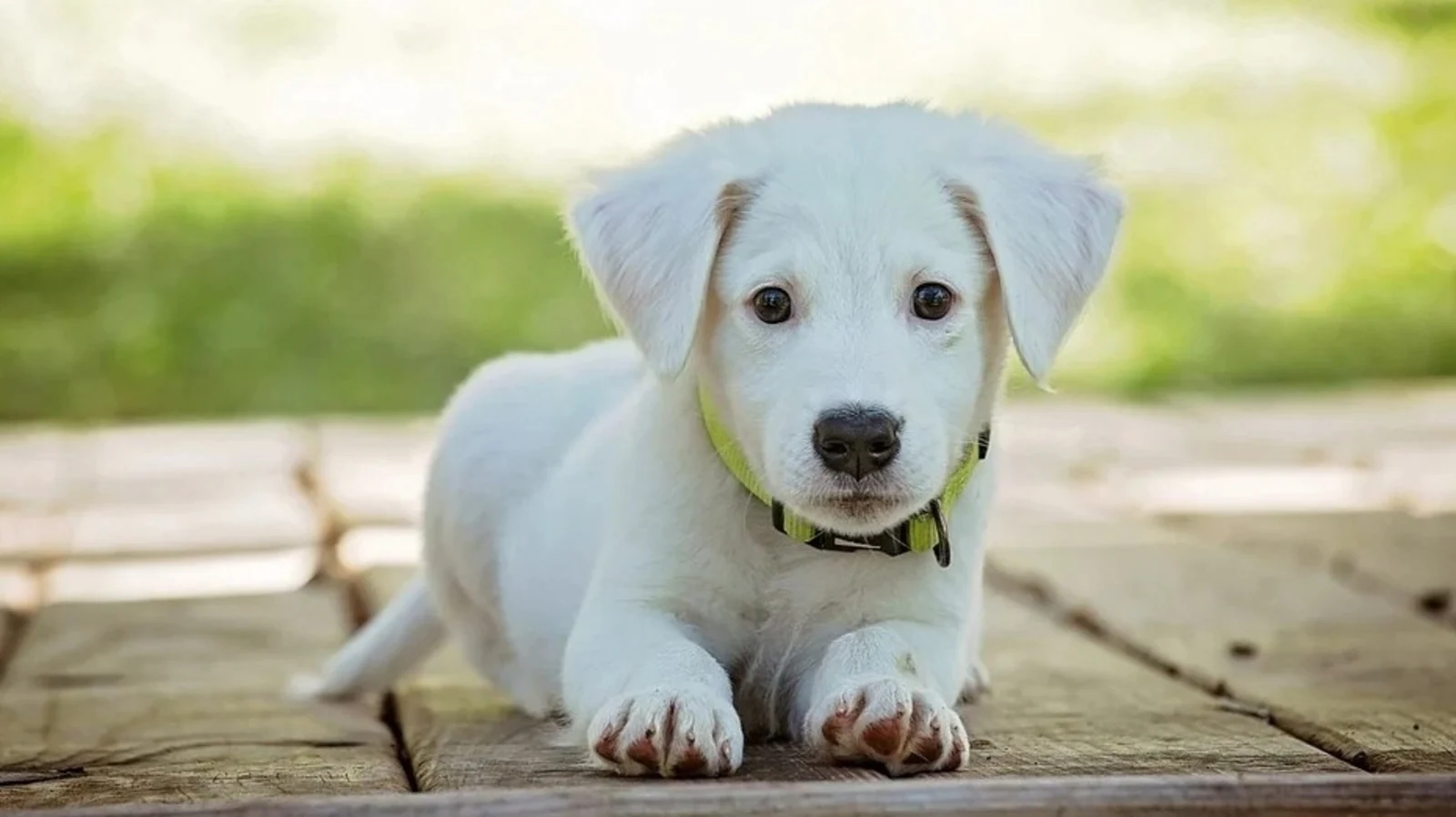 Shine Bright – Quality Poop Bag Dispensers for Dogs